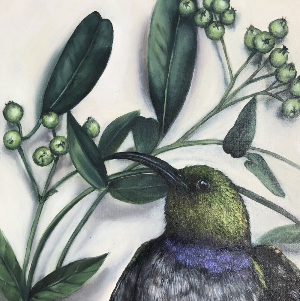 Mia van Wyk - White Bellied Sunbird